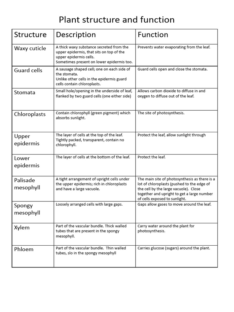 Plant Leaf Structure and Functions | PDF