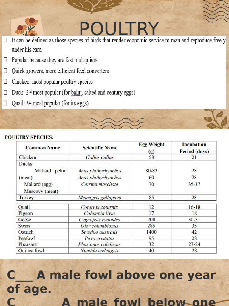 Poultry Production Terminology Guide | PDF | Chicken | Poultry