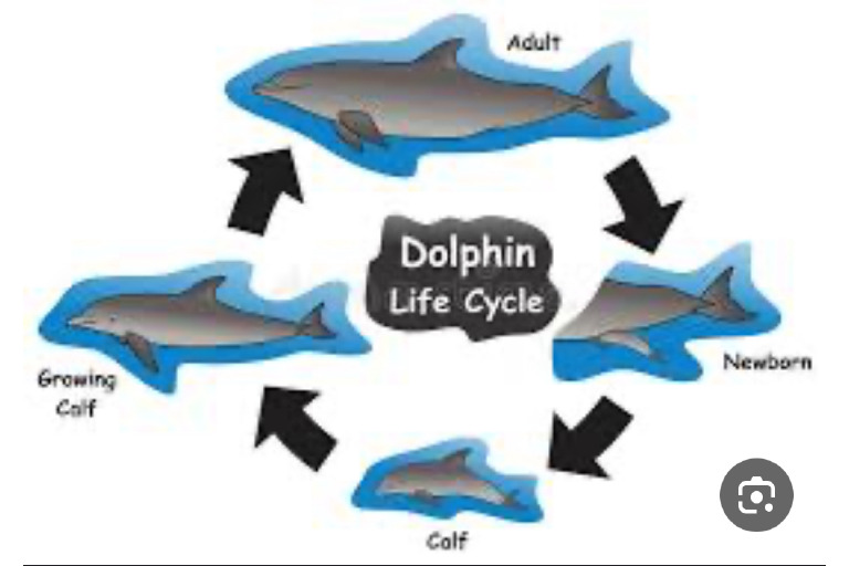 Dolphin | PDF