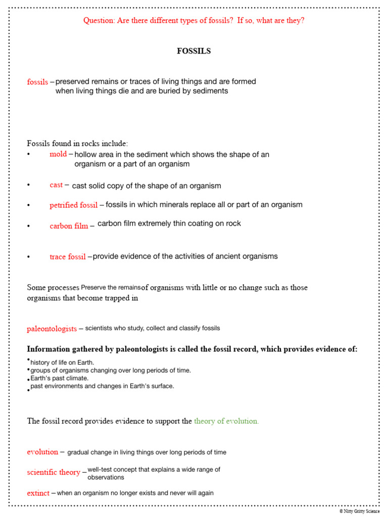 Fossil Notes Outline (For Your Notebook) | PDF