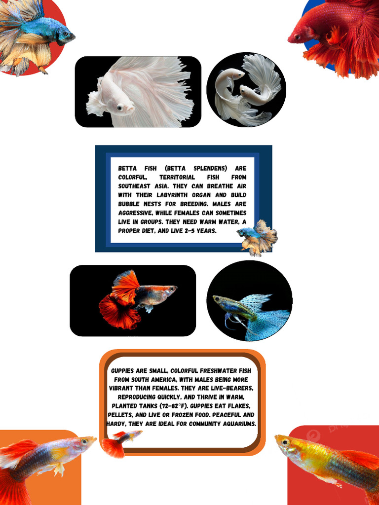 Betta Fish (Betta Splendens) Are Colorful, Territorial Fish From ...