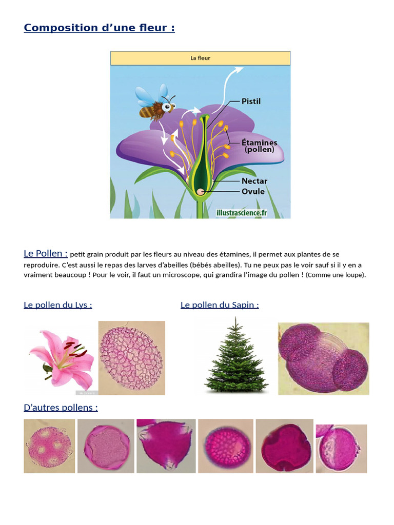Composition et rôle du pollen dans la fleur | PDF