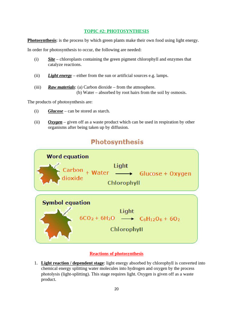 Understanding Photosynthesis Process | PDF | Photosynthesis | Leaf