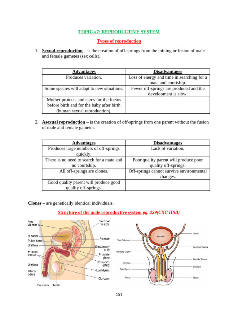 Reproductive System Overview and Functions | PDF | Menstrual Cycle ...