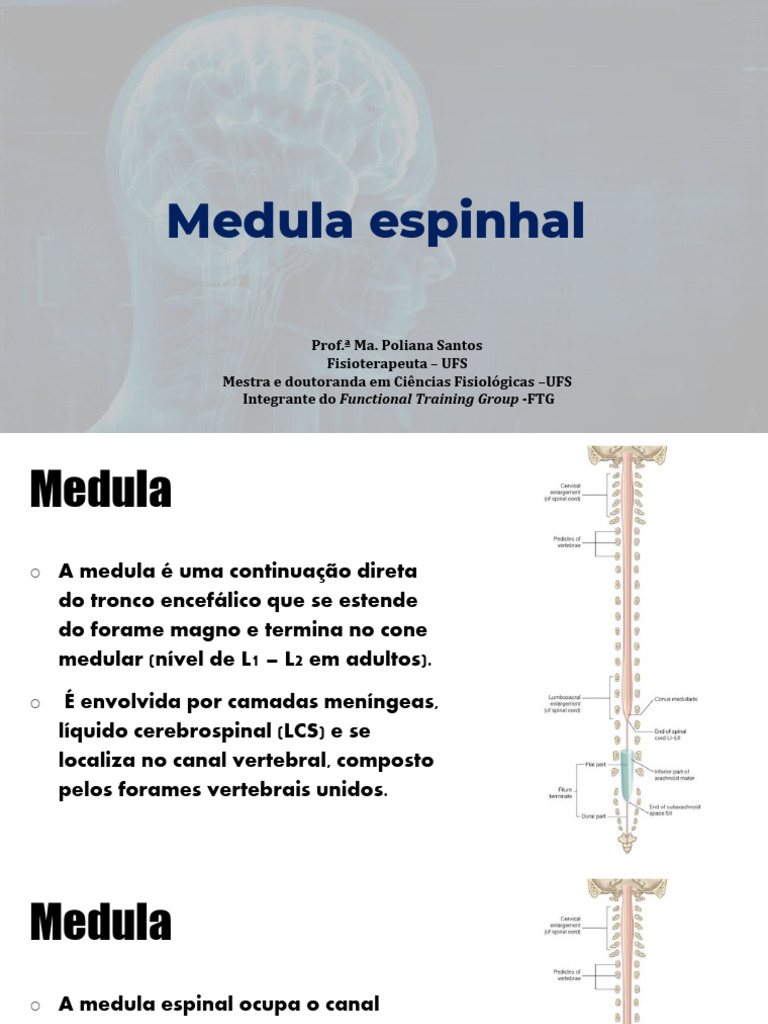 Funções e Estrutura da Medula Espinhal | PDF