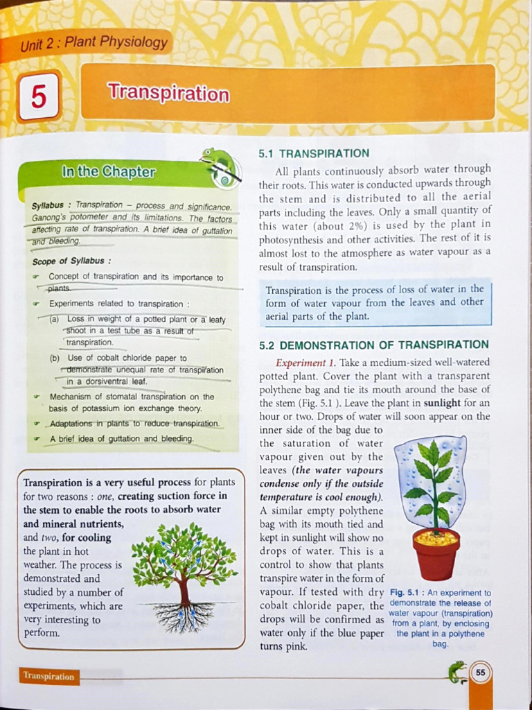 Plant Transpiration Explained | PDF | Stoma | Leaf