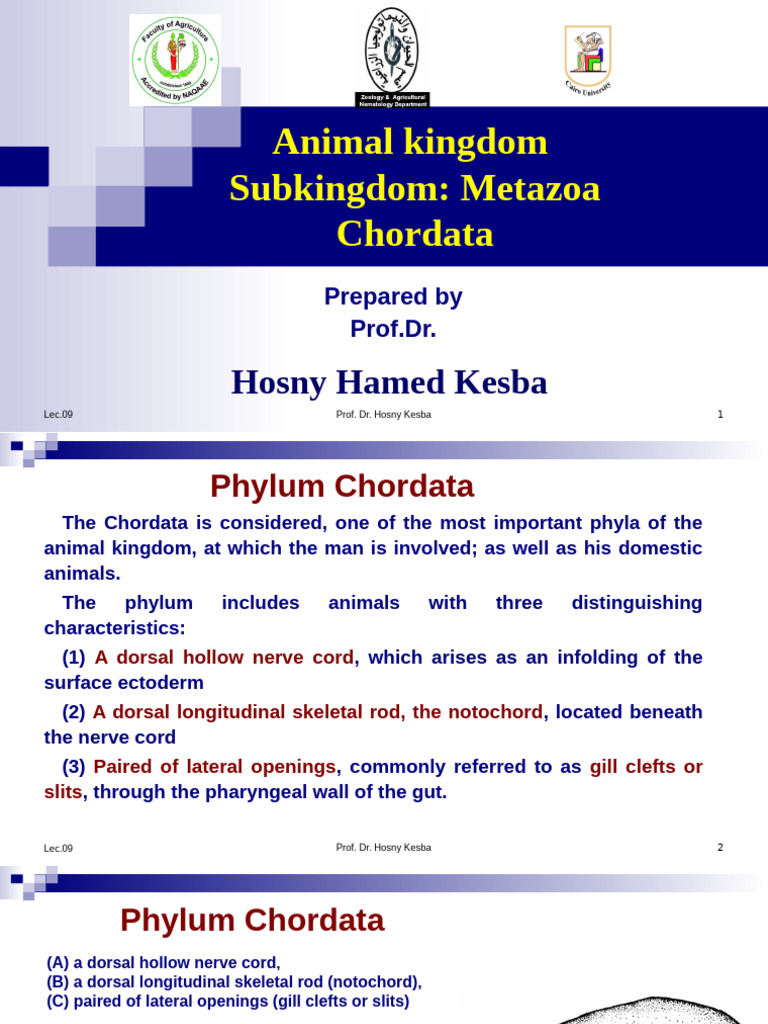 Overview of Phylum Chordata Characteristics | PDF | Vertebrates | Amphibian