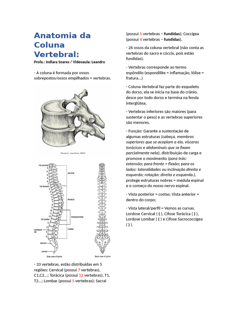 Anatomia Da Coluna Vertebral - Livia | PDF | Vértebra | Coluna vertebral