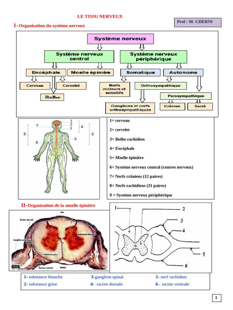 Structure et Fonction du Tissu Nerveux | PDF | Nerf | Myéline