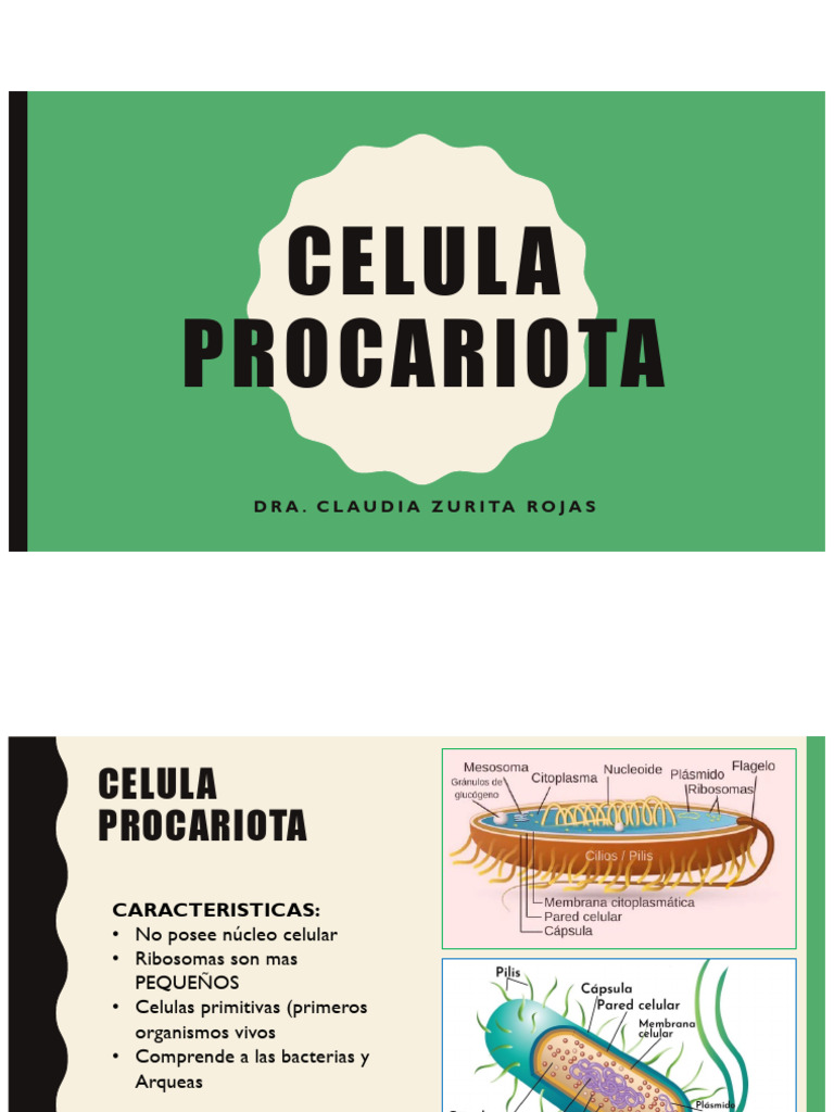 Características de la Célula Procariota | PDF | Las bacterias ...