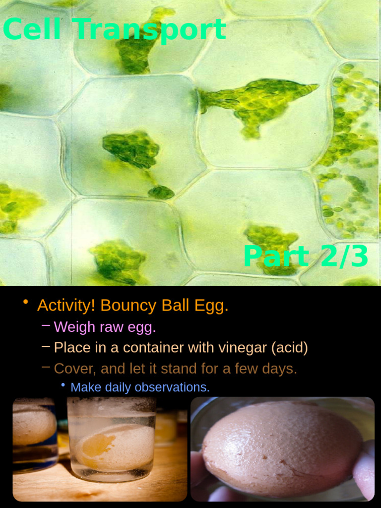 Part+2+Cell+Transport | PDF | Phospholipid | Lipid Bilayer
