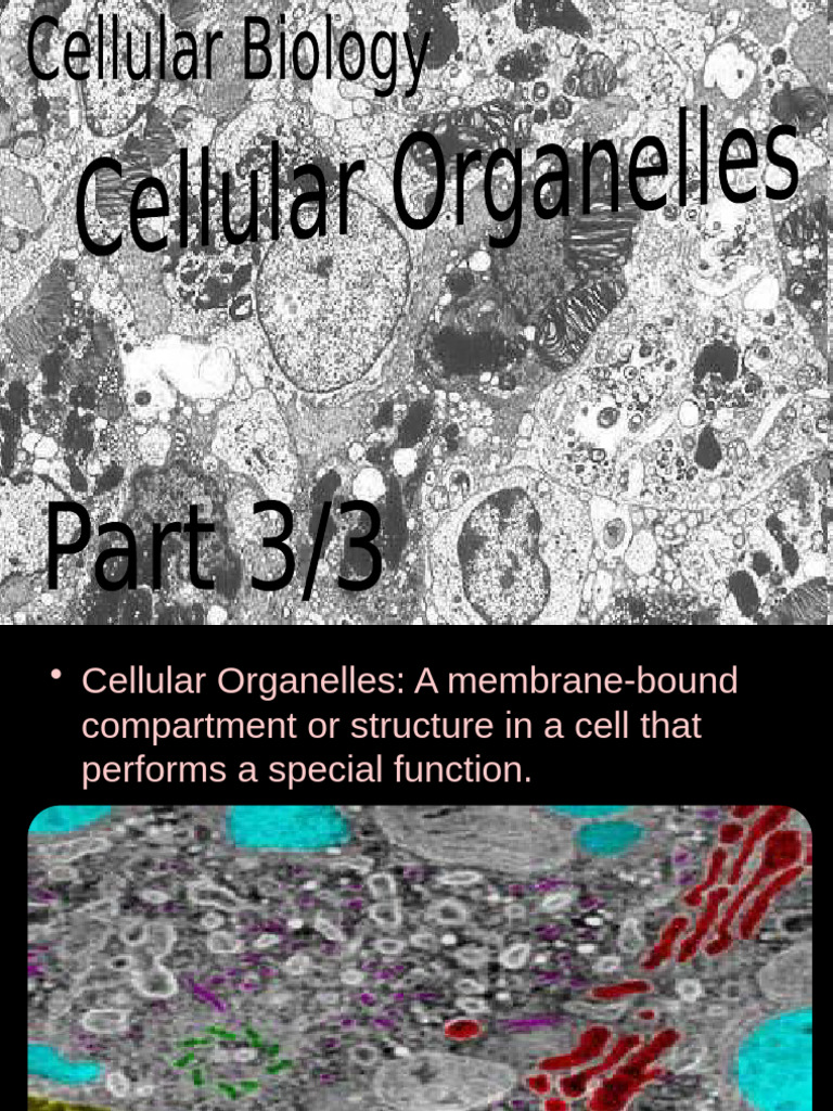 Part 3 Cellular Organelles | PDF | Cell Nucleus | Cell (Biology)