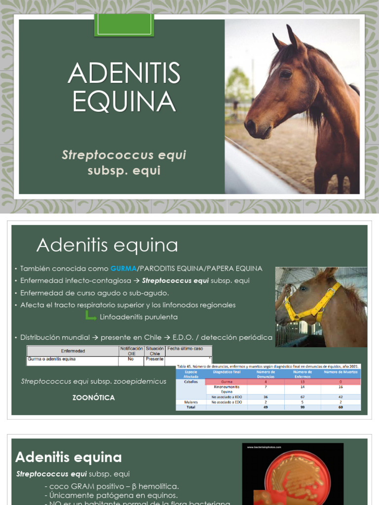 Spannende Www Equi Score De Bilder