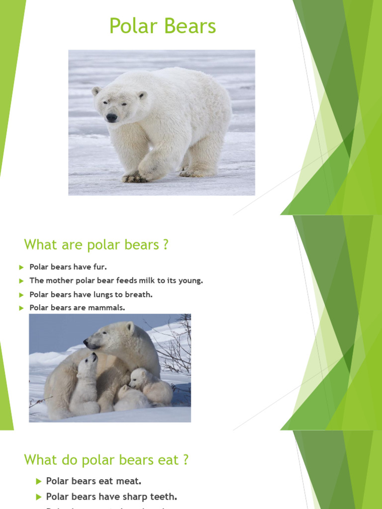 Polar Bears | PDF