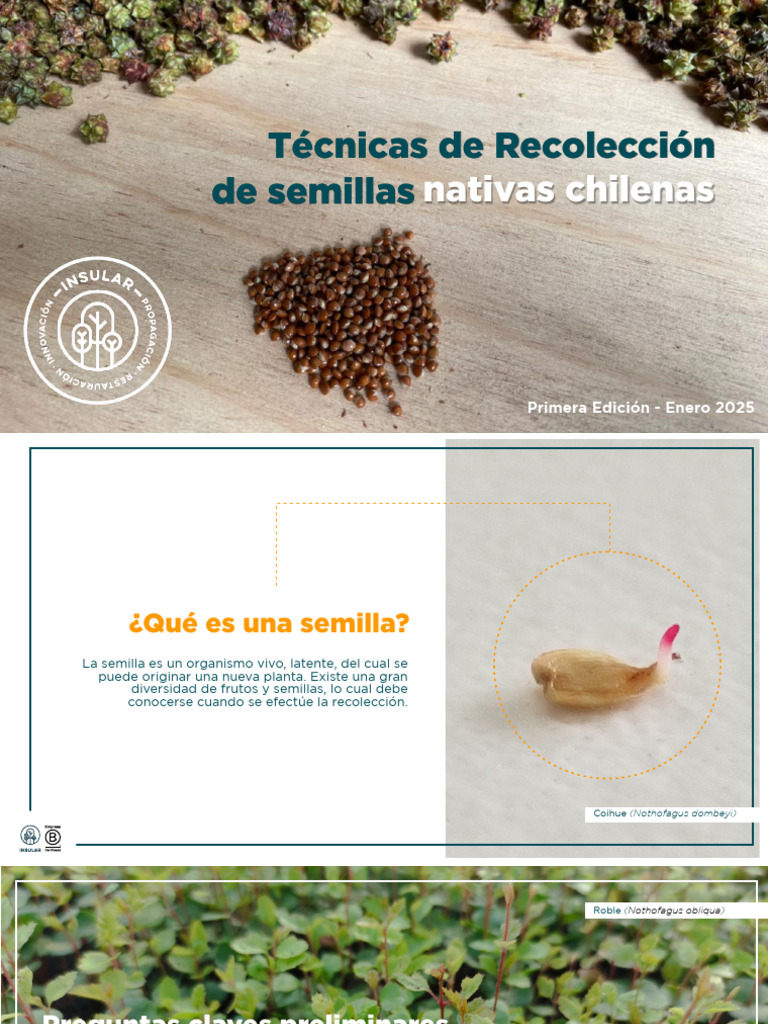 Recolección de Semillas Nativas Chilenas | PDF | Semilla | Botánica