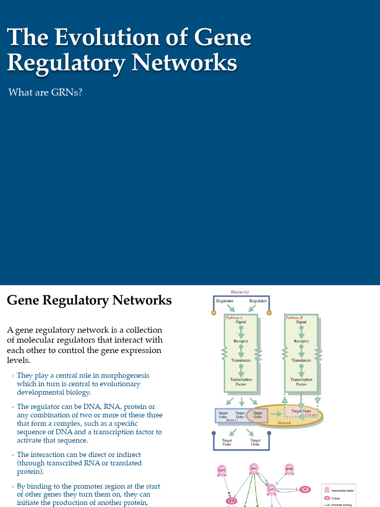 4-6 Evolution of Gene Networks | PDF | Regulation Of Gene Expression ...