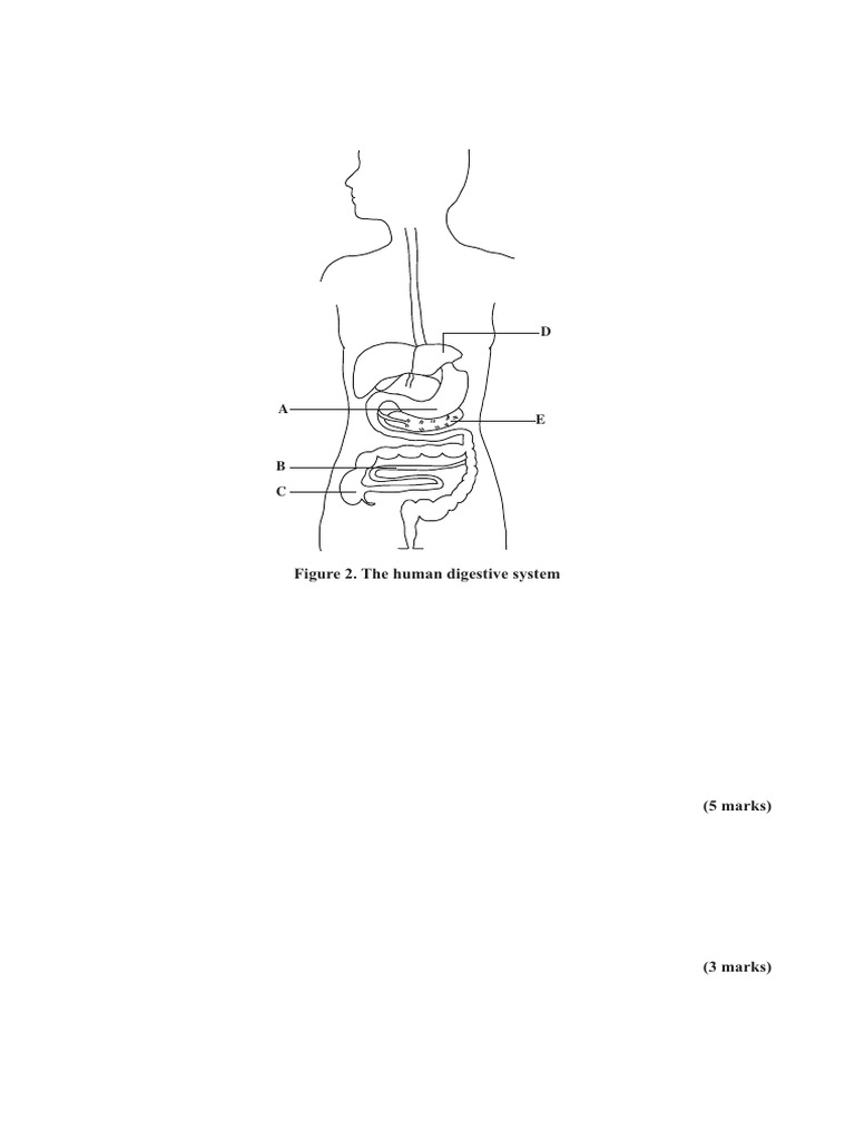 CSEC Biology Digestive System Exam Paper | PDF | Exocrine System ...