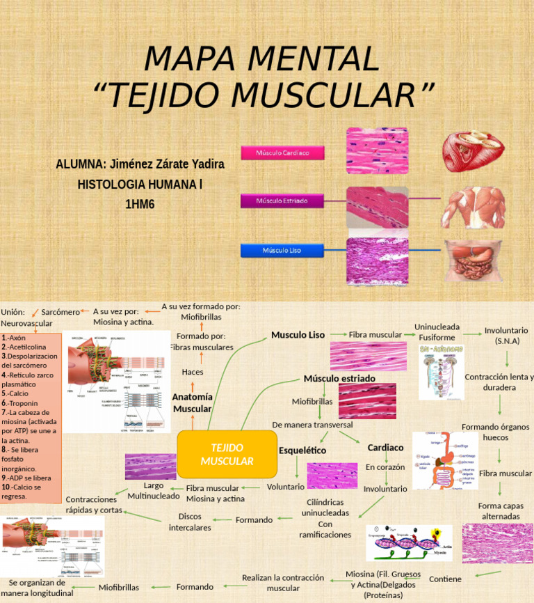 Mapa conceptual del tejido muscular | PDF | Músculo | Sistema ...