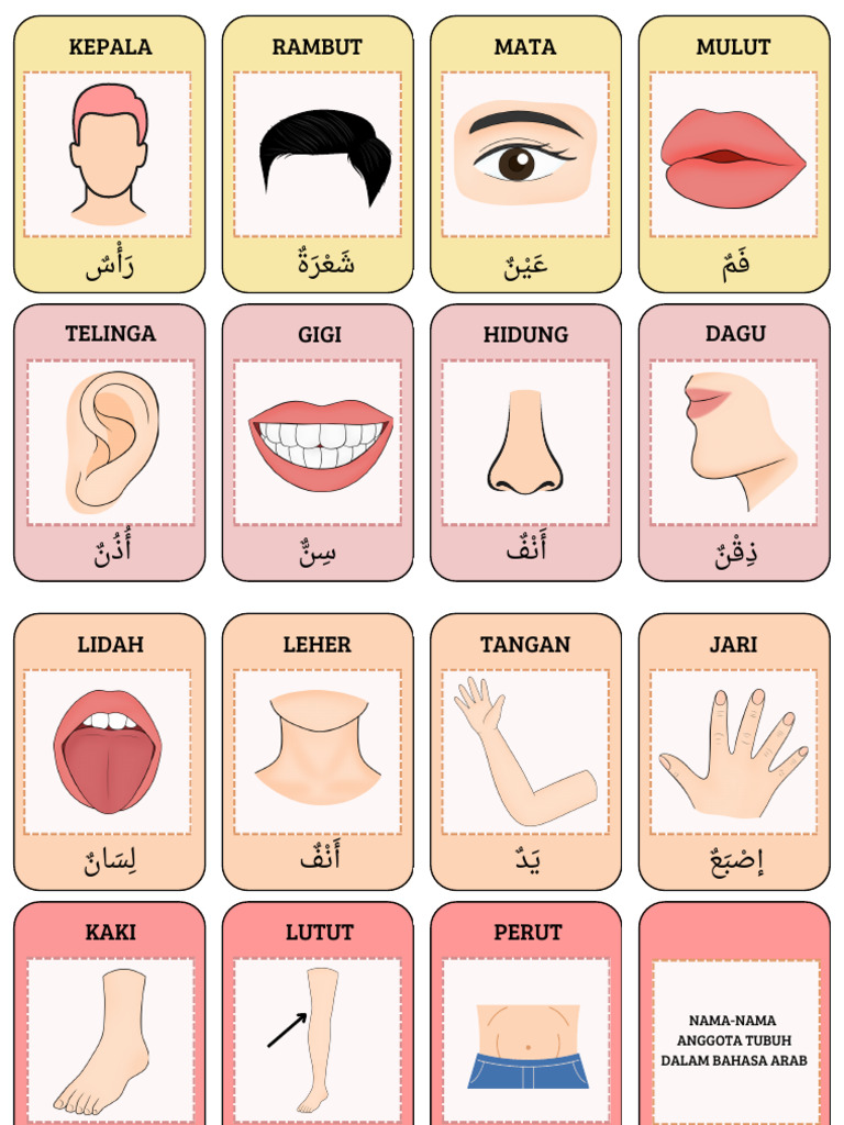 Nama Anggota Tubuh dalam Bahasa Arab | PDF