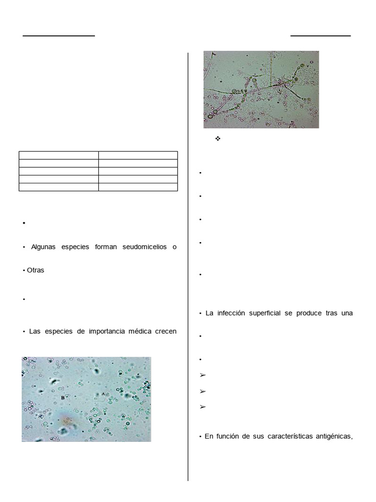 Candidiasis: Patogenia y Diagnóstico | PDF | Hongo | Candida (hongo)