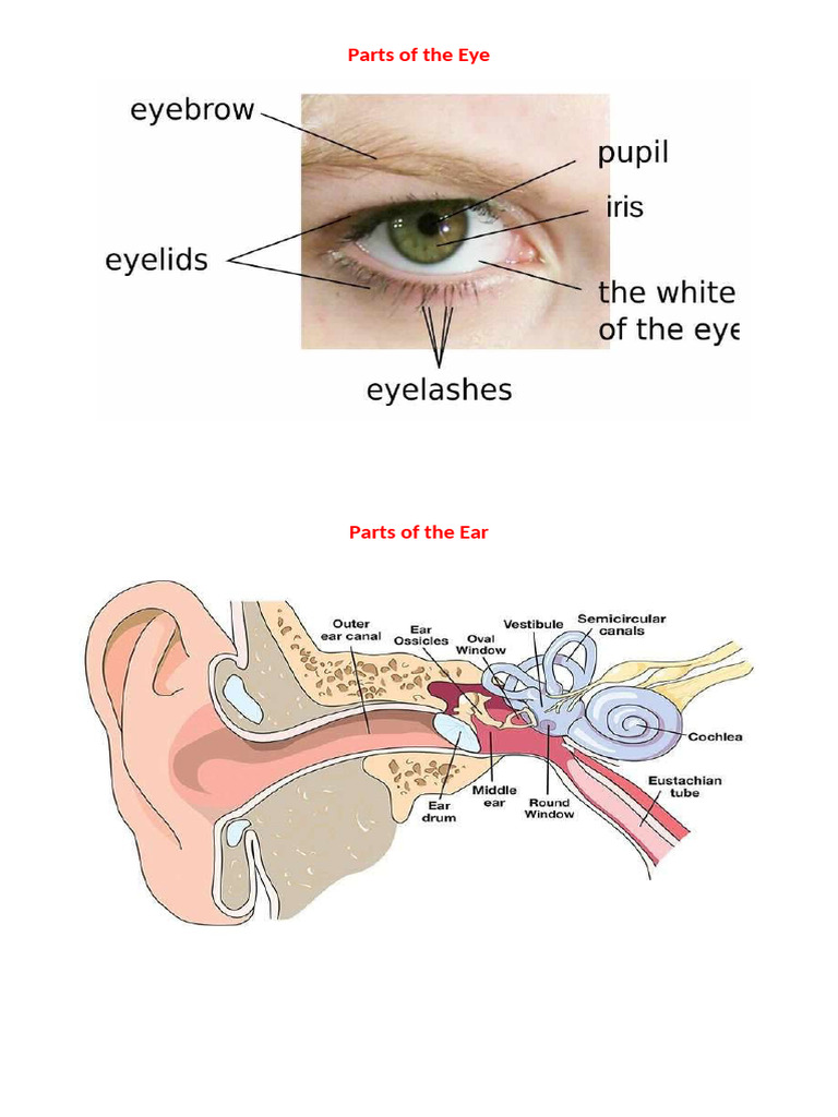 Sense Organs Of The Human Body Pdf