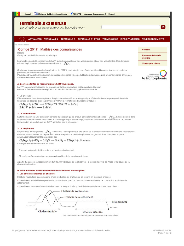 Production d'ATP et chaleur musculaire | PDF | Respiration cellulaire ...