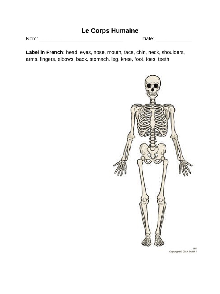 Anatomie du Corps Humain en Français | PDF