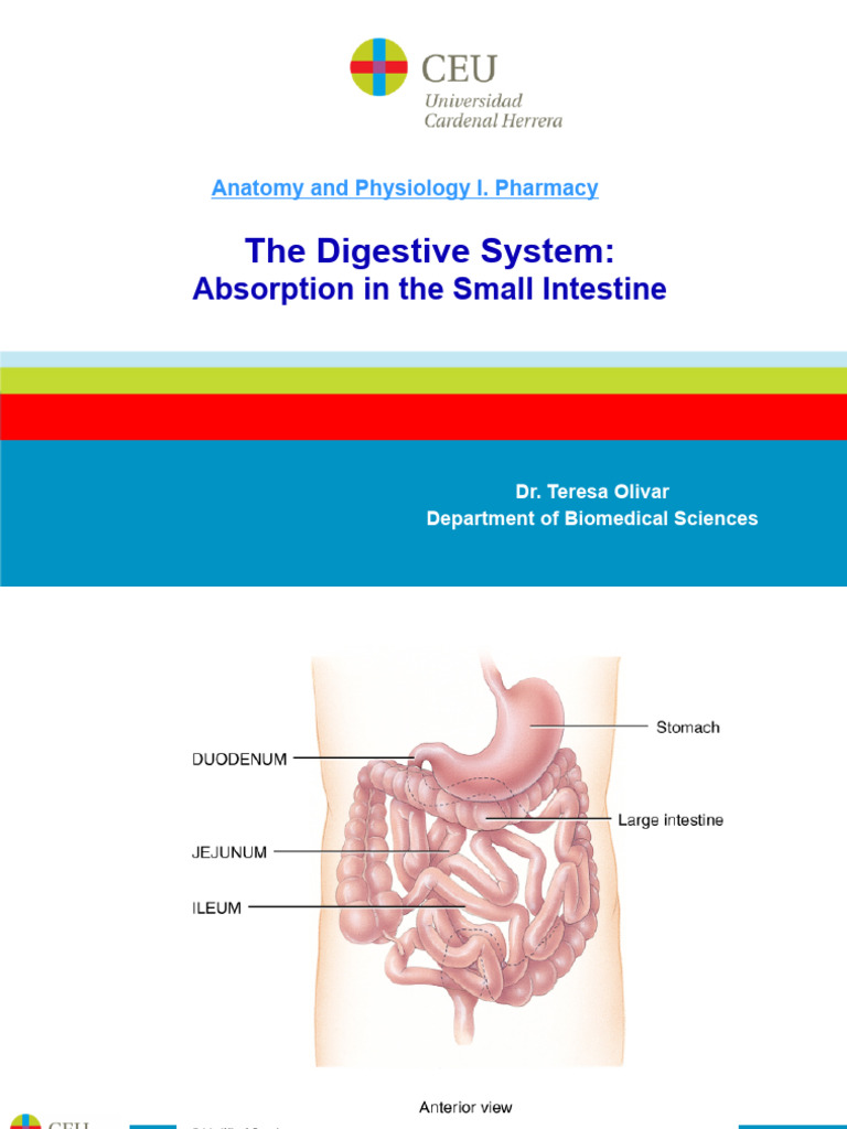 1 - 5 The Digestive System. Intestinal Absorption | PDF | Small ...