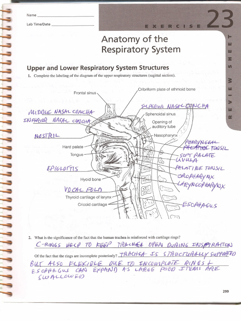 Lab Ex. 23 Review Sheet Answers0001 | PDF