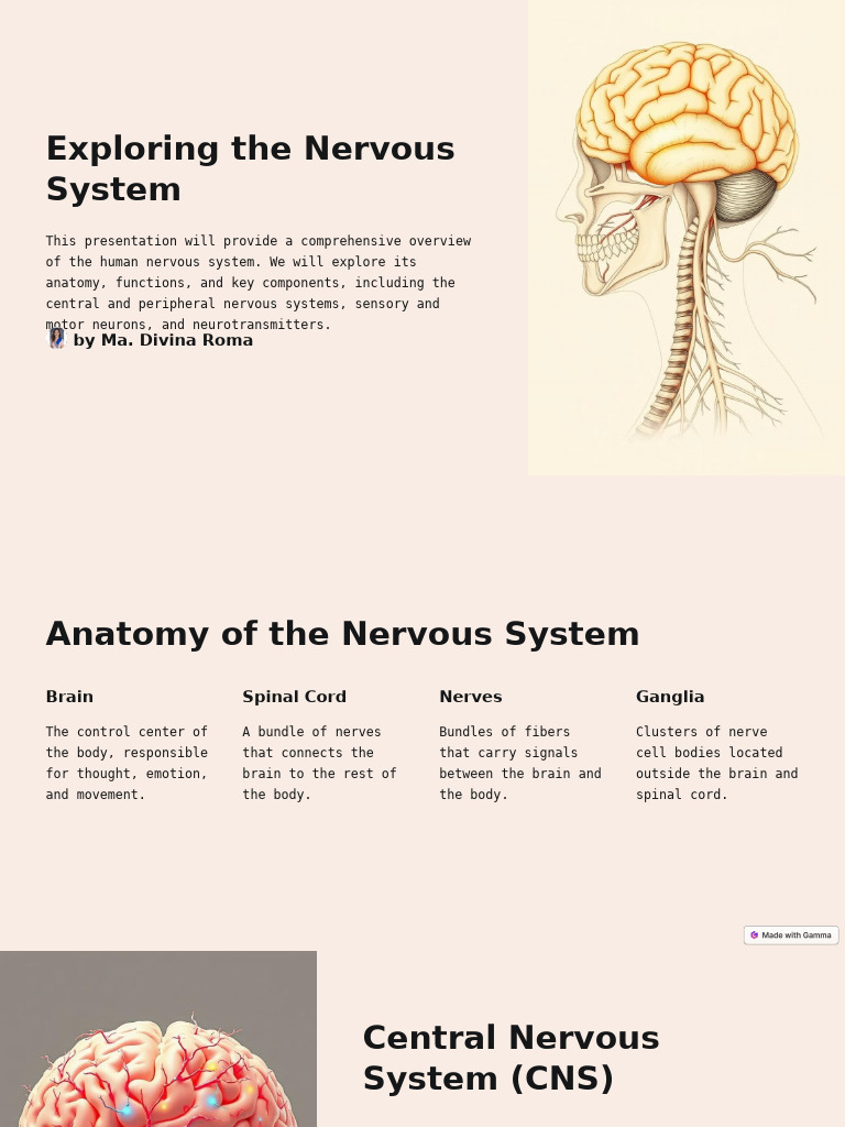 Exploring the Nervous System | PDF | Nervous System | Central Nervous ...
