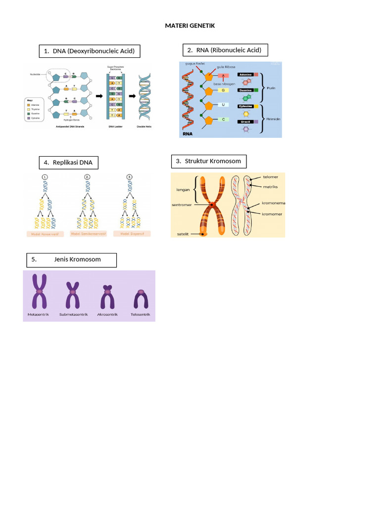 Gambar Materi Genetik | PDF