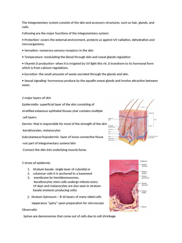 Functions and Structure of the Integumentary System | PDF | Skin ...