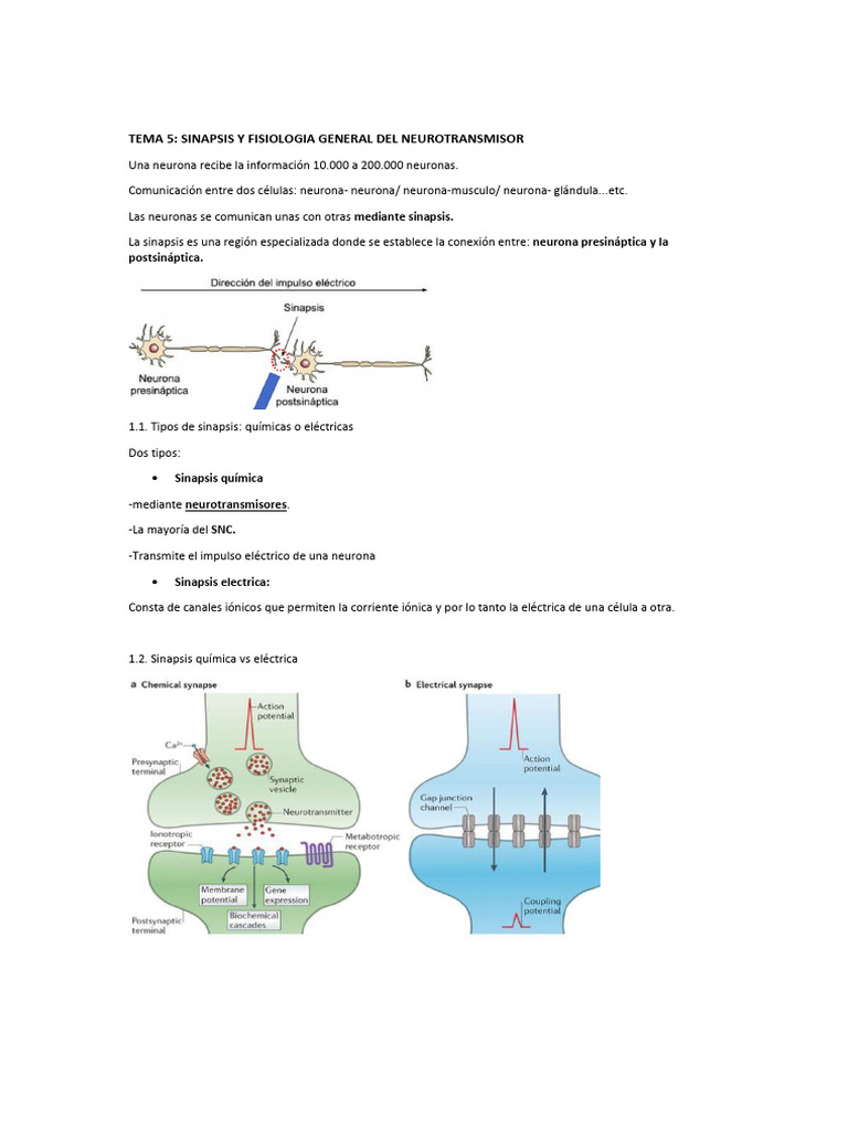 Sinapsis: Fisiología y Tipos de Neurotransmisores | PDF | Sinapsis ...