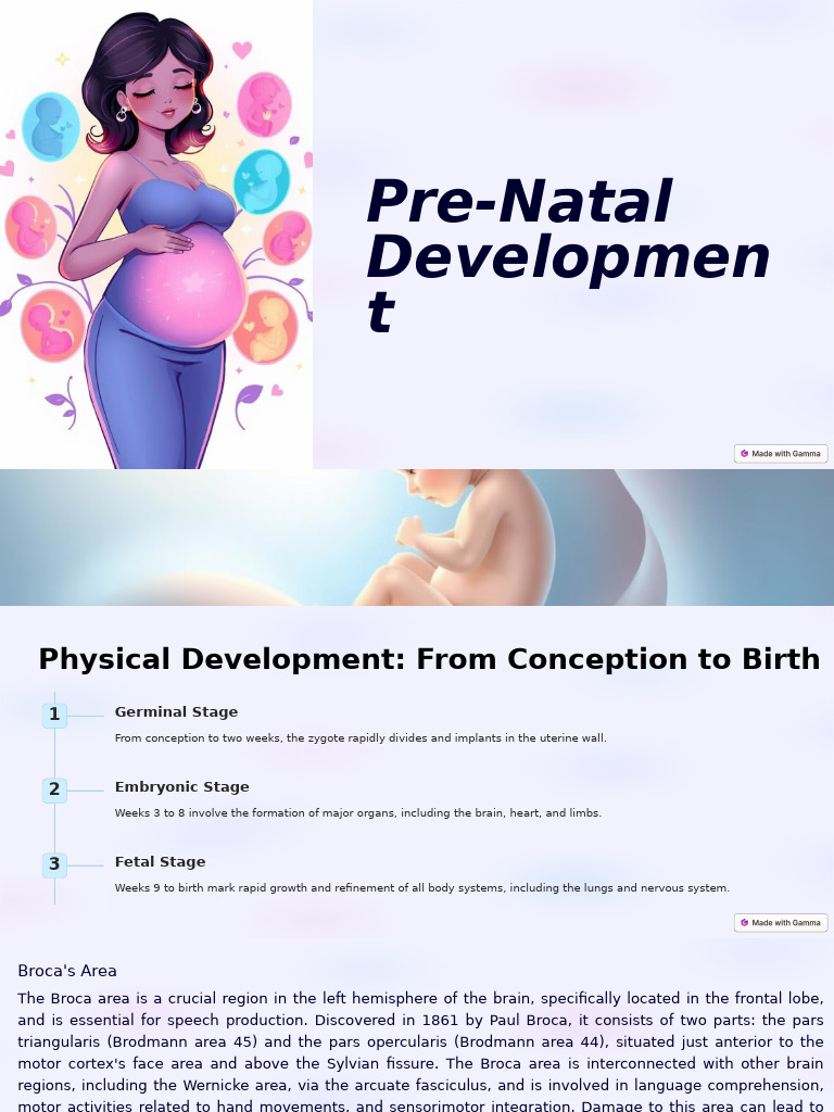 Pre Natal Development 2 | PDF | Lateralization Of Brain Function | Speech