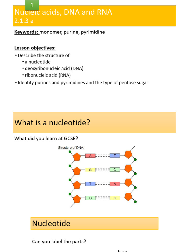 L1 Structure of DNA | PDF | Nucleotides | Dna
