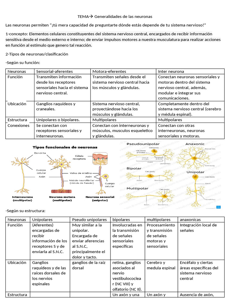Novo Documento, Não Exclua-2 | PDF | Sinapsis | Neurona
