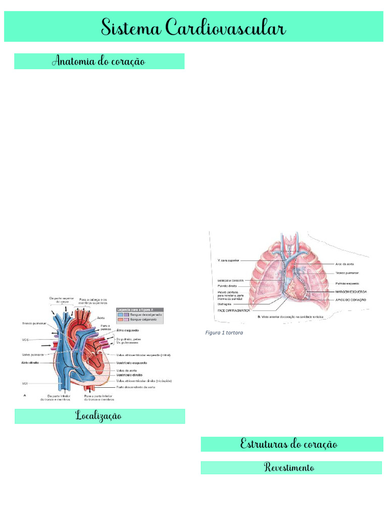 Mapa Mental do Sistema Cardiovascular | PDF | Coração | Átrio (coração)