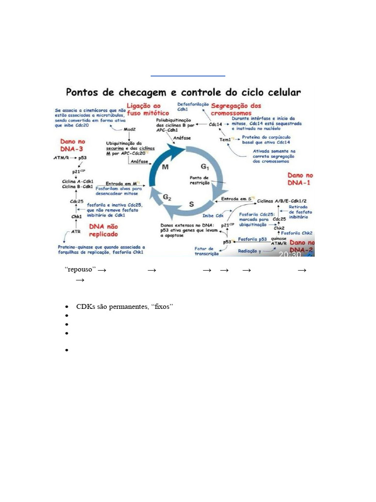 Controle do Ciclo Celular e Apoptose | PDF | Câncer | Necrose