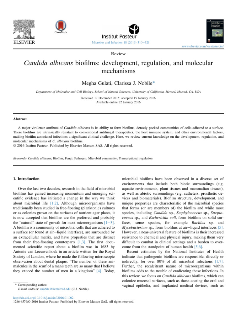 Candida albicans Biofilm Mechanisms | PDF | Biofilm | Innate Immune System