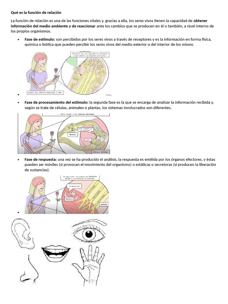 Qué es la función de relación | PDF