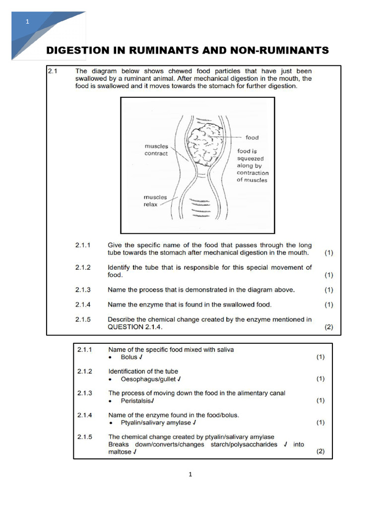 Non-Ruminant Digestive System Overview | PDF