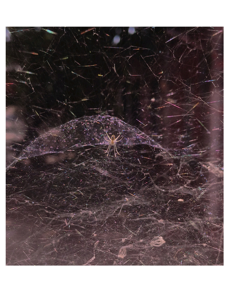 Spider | PDF