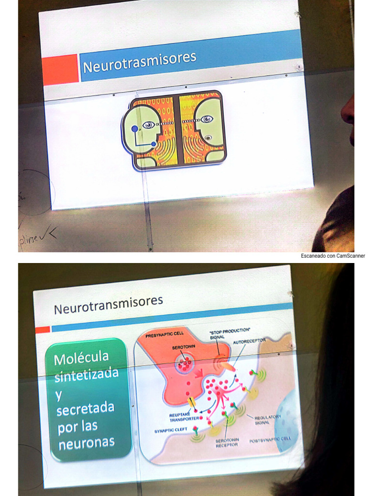 Neuro Transm I Sores | PDF