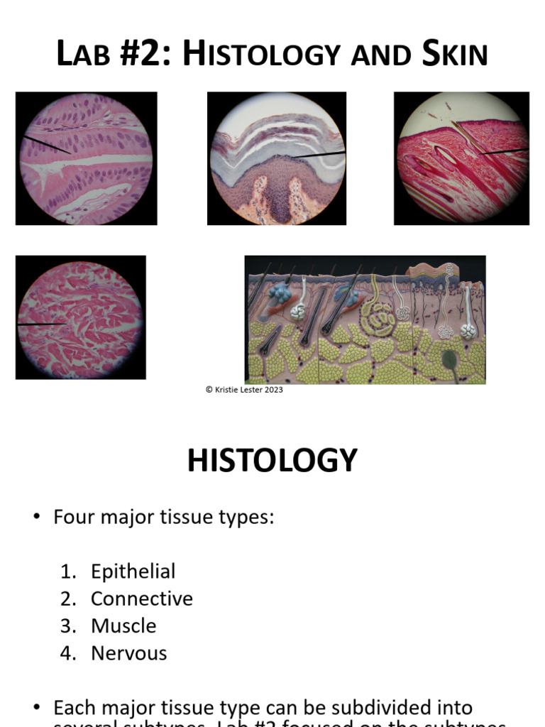 Histology of Skin: Tissue Types Explained | PDF | Epithelium | Tissue ...