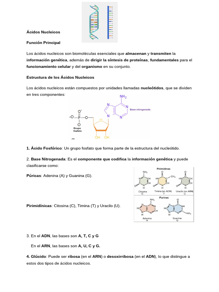 Estructura y Función de Ácidos Nucleicos | PDF | Rna | Adn