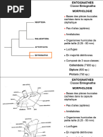 Classification des Insectes | PDF | Arthropodes | Hexapodes