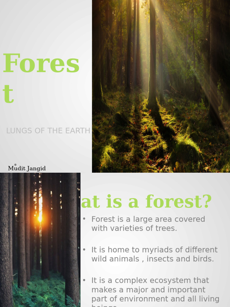 Importance of Forests: Earth's Lungs | PDF