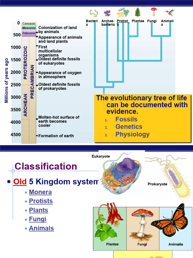 Prokaryotes and Archea | PDF | Bacteria | Biology