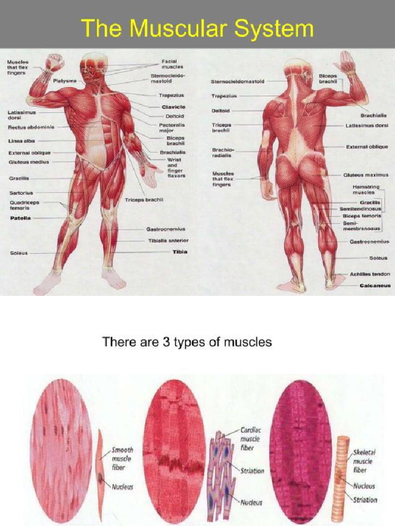 Muscular System 1 | PDF