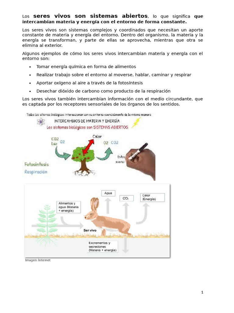 Características de los seres vivos | PDF | Metabolismo | Organismos